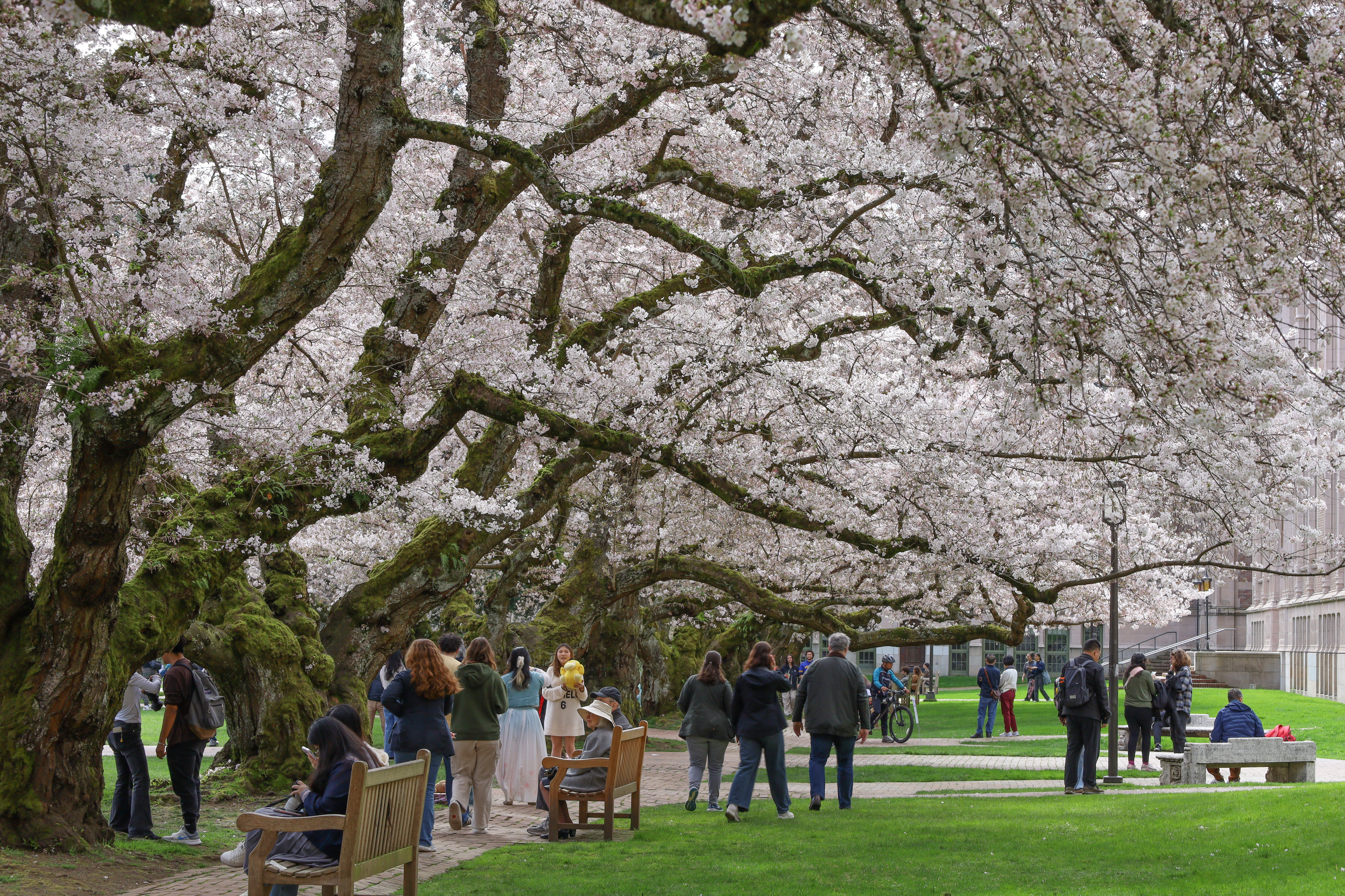 Students and visitors enjoy the Quad during spring on the University of Washington campus.