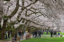 Students and visitors enjoy the Quad during spring on the University of Washington campus.