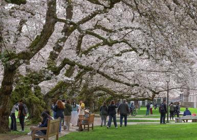Students and visitors enjoy the Quad during spring on the University of Washington campus.